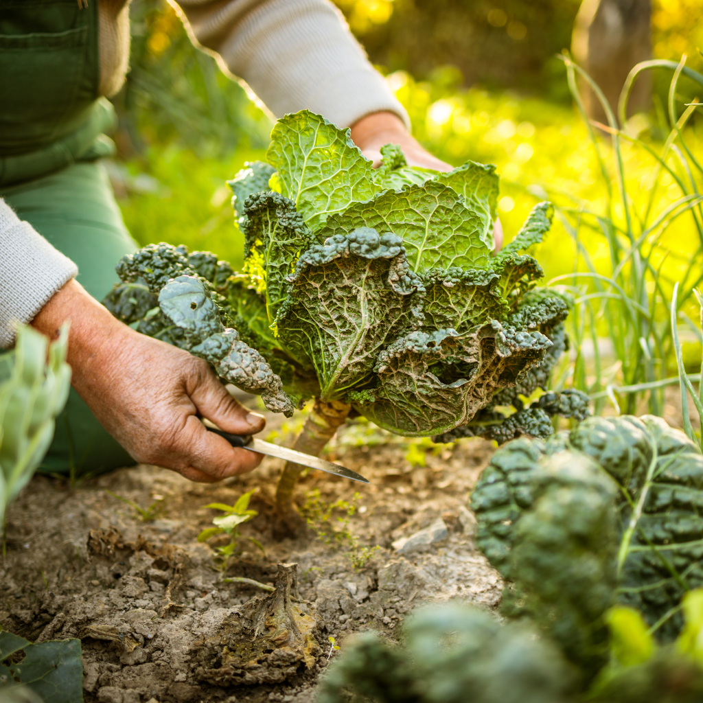 potager en novembre