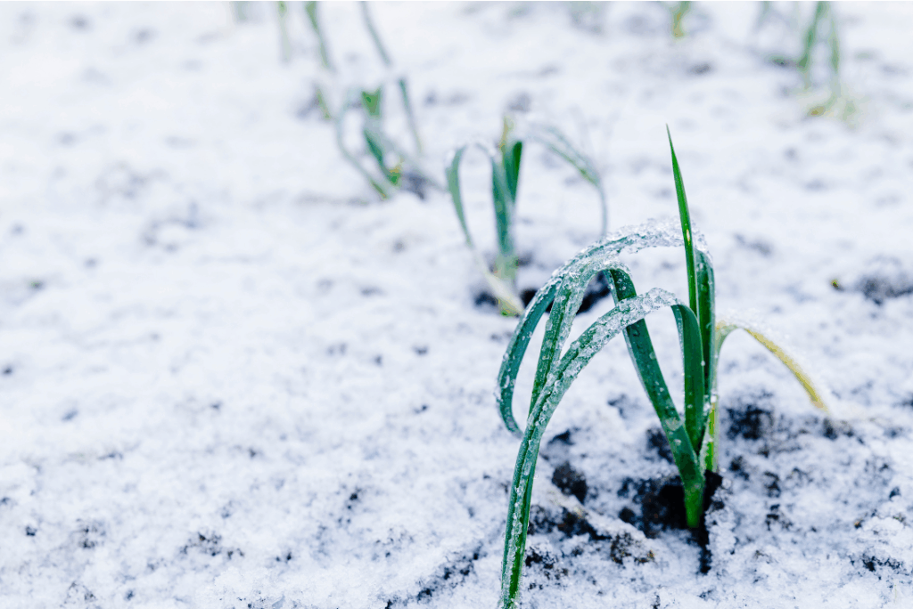 potager en décembre