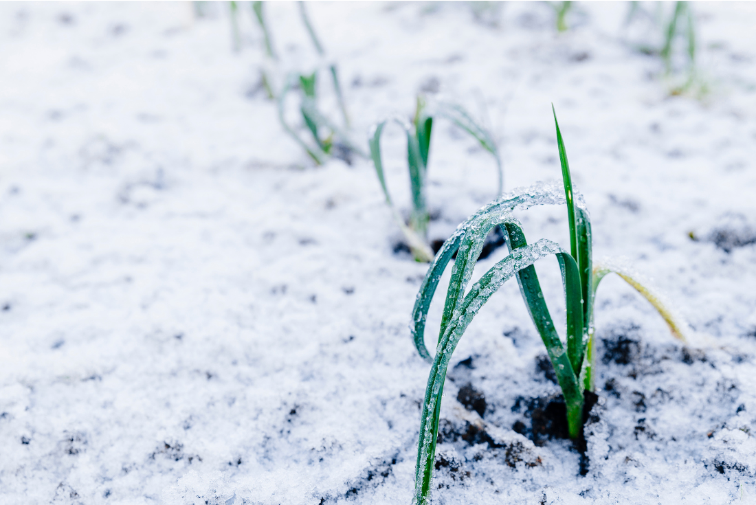 potager en décembre