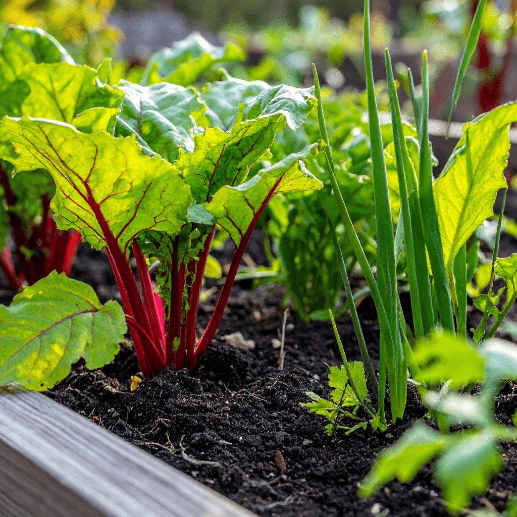 Le geste d'avril au potager
