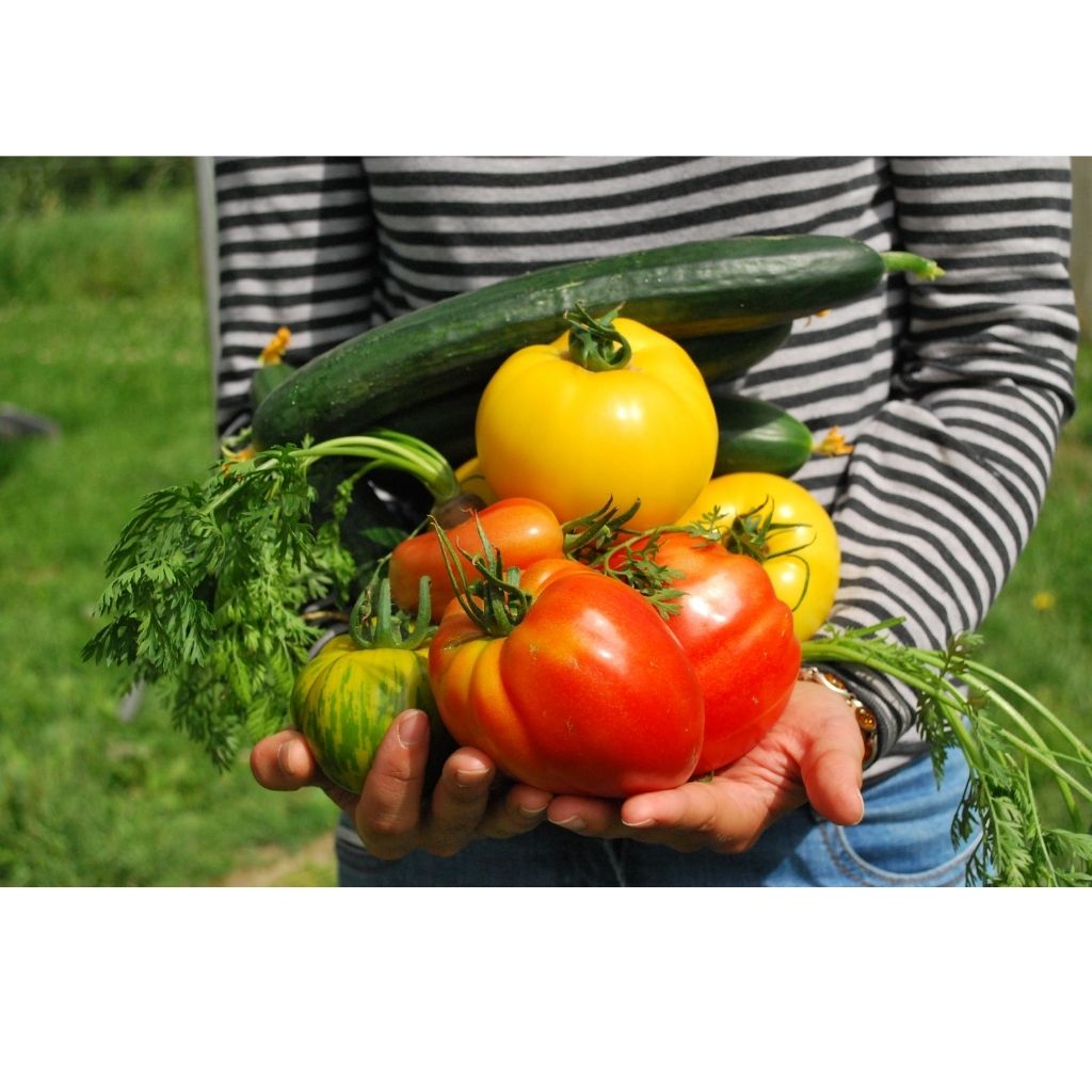 juillet au potager
