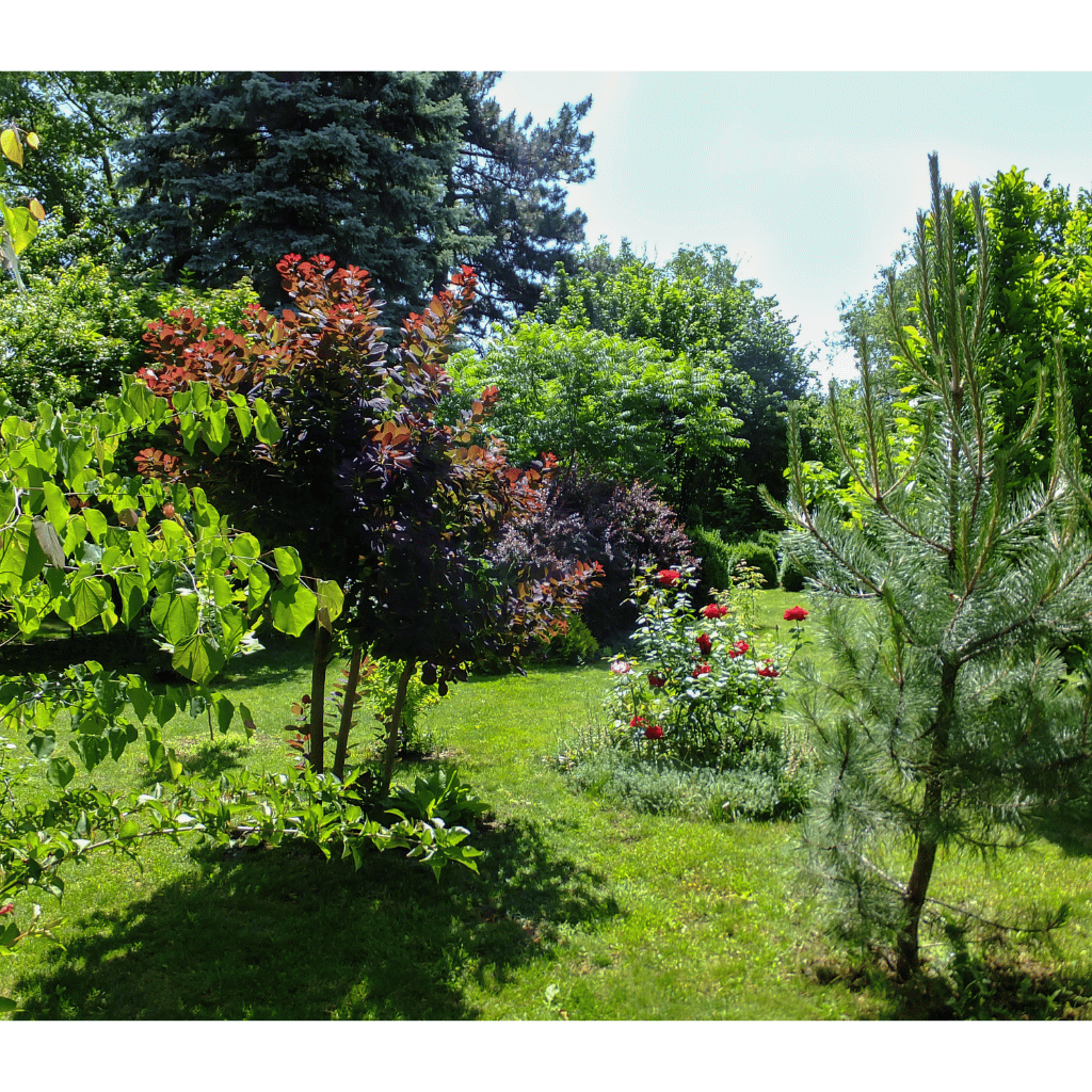 Ombre au jardin