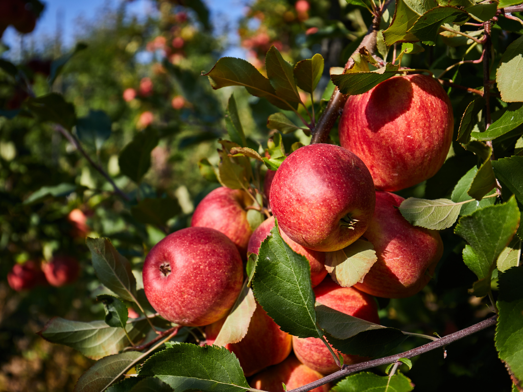 octobre au jardin nourricier